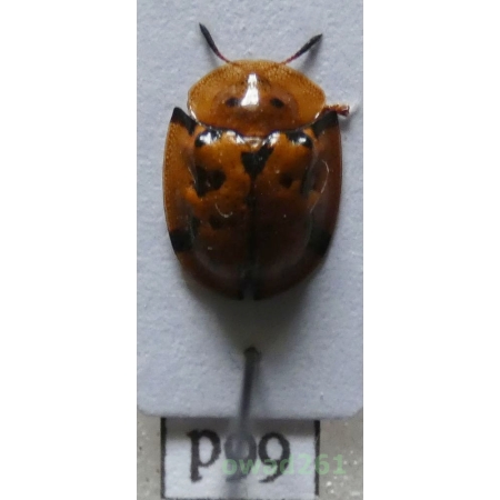 Cassidae sp. Philippines66d